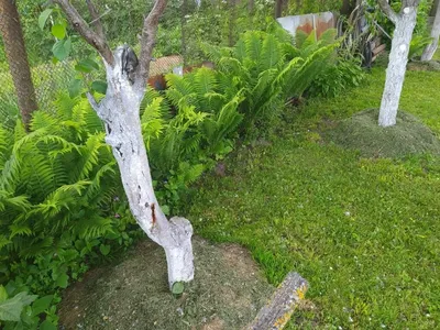 Папоротник Орляк обыкновенный - купить, в саду, уход, выращивание