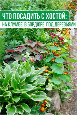 Украшаем клумбу и участок садовым папоротником: 45 идей | Живу за городом