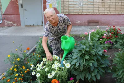 Какие растения, цветы растут в тени на даче, улице - Названия, фото