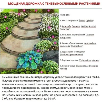 Цветы в клумбу,вечно зелёное растение: 50 грн. - Сад / огород Александровка  на Olx