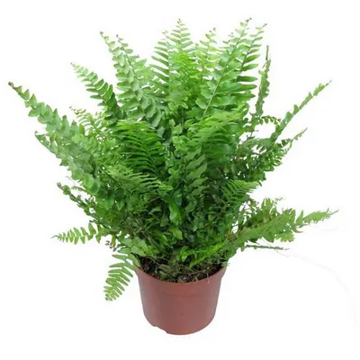 Папоротник (Нефролепис) - BeGreen