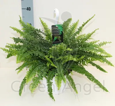Папоротник/Нефролепис кордифолия Даффи (Nephrolepis cordifolia Duffi)  купить с доставкой по Беларуси \"BuonRoza \"