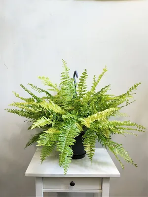 Папоротник Нефролепис Тайгер (Nephrolepis Tiger)