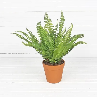Папоротник Нефролепис Даффи (Nephrolepis Duffii)