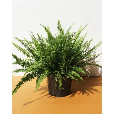 Папоротник Nephrolepis Marisa (Нефролепис Мариса) — Swetik7Swetik