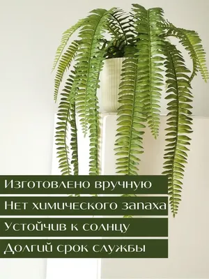 НЕФРОЛЕПИС (ПАПОРОТНИК) В КАШПО - купить в Санкт-Петербурге | FLOWER BAR