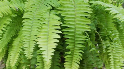 Папоротник Нефролепис Мачо Крупномер (Nephrolepis biserrata Macho)