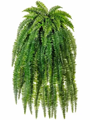 Nephrolepis Boston - Нефролепис Бостон