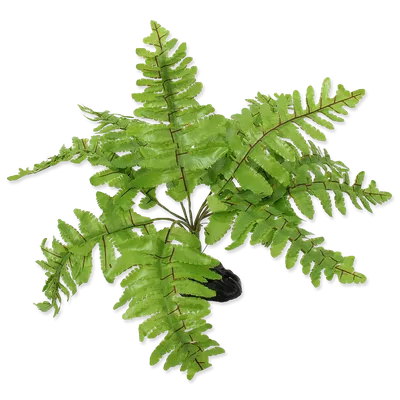Нефролепис сердцелистный \"Даффи\" Nephrolepis cordifolia \"Duffy\"