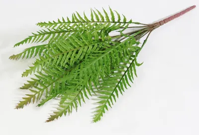 Nephrolepis Boston - Нефролепис Бостон