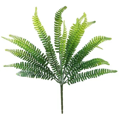 Папоротник/Нефролепис кордифолия Даффи (Nephrolepis cordifolia Duffi)  купить с доставкой по Беларуси \"BuonRoza \"