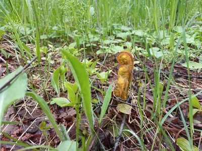 королевский папоротник осмунда регалис разворачивание лист крупным планом  Стоковое Изображение - изображение насчитывающей эндемично, гибрид:  221615761