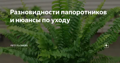 Папоротник даваллия советы за уходом в домашних условиях | Growbox