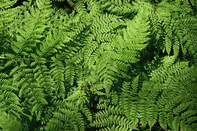 Коллекции растений ЦСБС СО РАН - Pellaea rotundifolia (Forst.) Hook –  Пеллея круглолистная