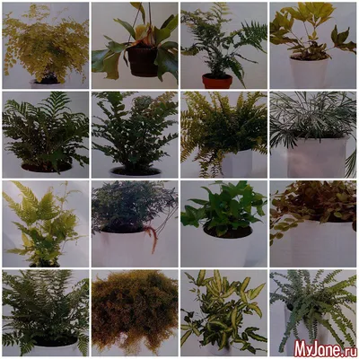 УХОД ЗА ПАПОРОТНИКАМИ вид Нефролепис На фото нефролепис Тайгер Ферн  (Exaltata Tiger Fern variegata). Вроде бы обычный папоротник, обычный… |  Instagram