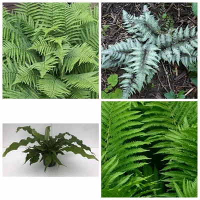 УХОД ЗА ПАПОРОТНИКАМИ вид Нефролепис На фото нефролепис Тайгер Ферн  (Exaltata Tiger Fern variegata). Вроде бы обычный папоротник, обычный… |  Instagram