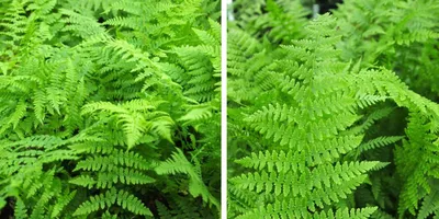 Коллекции растений ЦСБС СО РАН - Phlebodium aureum (L.) J.Sm. – Флебодиум  золотистый