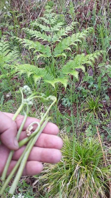 Папоротник индийский (Ceratopteris thalictroides) | содержание
