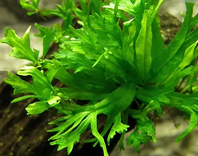 Коллекции растений ЦСБС СО РАН - Phyllitis scolopendrium (L.) Newm. –  Филитис (листовик) сколопендровый (по новым данным Asplenium scolopendrium  L.)
