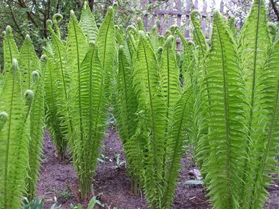 Коллекции растений ЦСБС СО РАН - Pteris tremula R.Br. – Птерис дрожащий