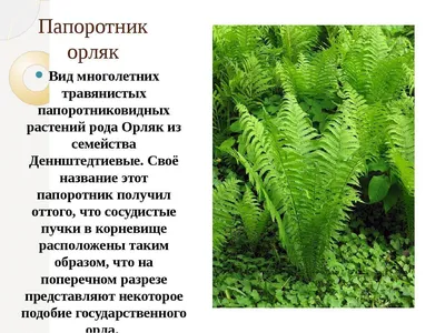 Ни в коем случае не приносите в дом эти 5 растений, если там есть старики,  — высосут жизнь