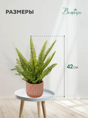 Коллекции растений ЦСБС СО РАН - Phyllitis scolopendrium (L.) Newm. –  Филитис (листовик) сколопендровый (по новым данным Asplenium scolopendrium  L.)