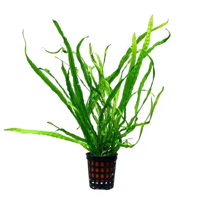 Cycas revoluta | Отдел «Ботанические экспозиции»