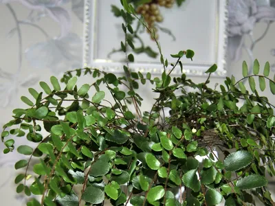 Папоротник таиландский (Microsorium pteropus) | содержание