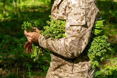 Allium Schoenoprasum очищает розовый фиолетовый цвет растение травянистый  многолетний кухонный съедобный ингредиент в цветении Стоковое Изображение -  изображение насчитывающей здорово, зданий: 226389925