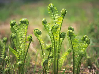 Свербига, пастернак, борщевик: какие съедобные растения растут в нашей  полосе