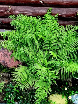 Щитовник мужской (Dryopteris filix-mas (L.) Schott)