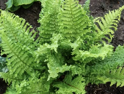 Папоротник/Щитовник Линеарис Полидактила (Dryopteris Linearis Polydactyla)  купить с доставкой по Беларуси \"BuonRoza \"