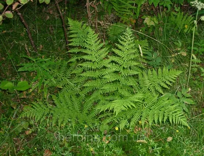 Щитовник красносорусовый Autumn - Папоротник - GardenPlants