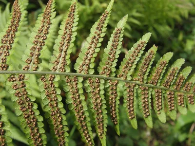 Щитовник мужской (Dryopteris filix-mas (L.) Schott)