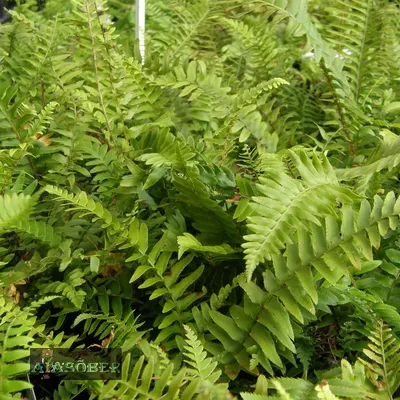 ВЕЧНОЗЕЛЕНЫЙ ПАПОРОТНИК ЩИТОВНИК КРАСНОРУСОВЫЙ «Dryopteris erythrosora»  (взрослый куст в технологич. горшке) (ID#1749564771), цена: 340 ₴, купить  на Prom.ua