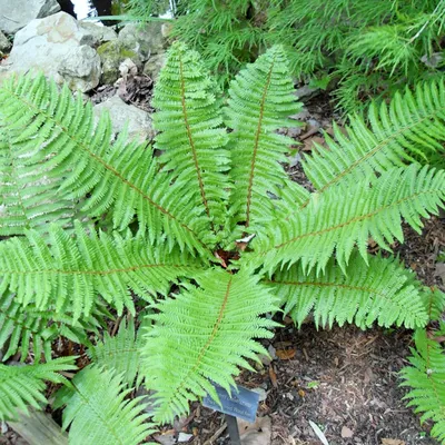 Щитовник мужской, фото сортов с описанием 🌱