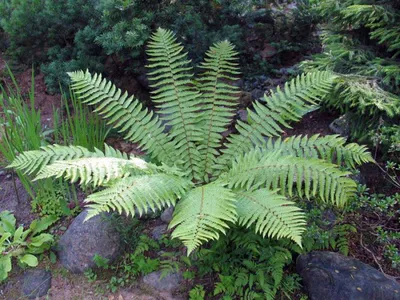 Щитовник мужской \"Dryopteris\"