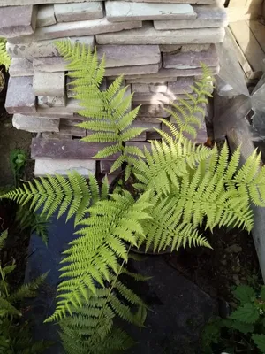 Папоротник/Щитовник Линеарис Полидактила (Dryopteris Linearis Polydactyla)  купить с доставкой по Беларуси \"BuonRoza \"