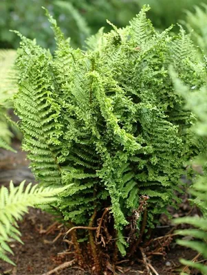 Щитовник чернеющий (Dryopteris atrata) - Папоротники - Каталог -  Kokosik-Sad.ru