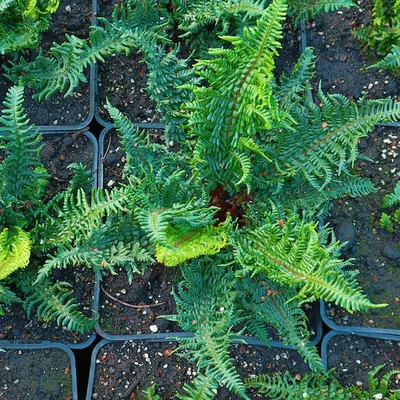 Щитовник родственный Пиндери (Dryopteris affinis “Pinderi”) · Кветки Горки