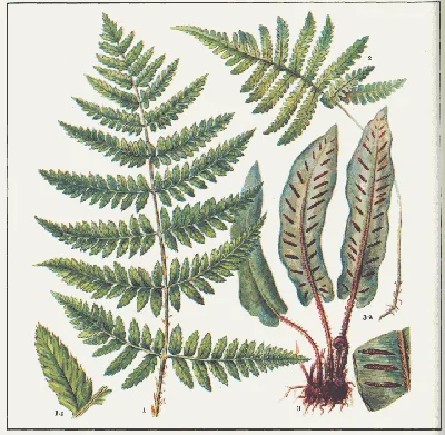 Щитовник мужской 'Crispa Congesta' (Dryopteris f.-m. 'Crispa Congesta')