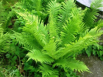 Щитовник расширенный (Dryopteris dilatata) - PictureThis