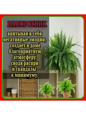 Щитовник Картузиуса, или игольчатый (Dryopteris carthusiana (Vill.) H. P.  Fuchs (D. spi-nulosa (Sw.) Watt)