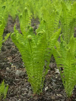 Папоротник Страусник обыкновенный (Matteuccia struthiopteris) - Папоротники