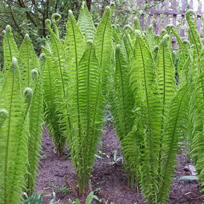 Страусник обыкновенный - Папоротник - GardenPlants