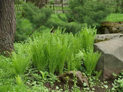 Папоротник Страусник обыкновенный (Matteuccia struthiopteris) - Папоротники