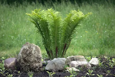 Папоротник садовый Страусник (Matteuccia struthiopteris) купить с доставкой  по Беларуси \"BuonRoza \"