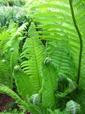 Папоротник обыкновенный \"Struthiopteris\"