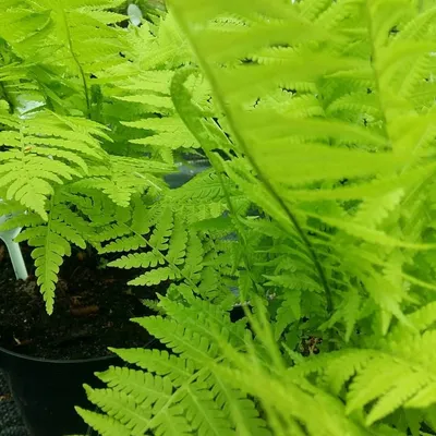 Купить Папоротник СтраусникPteridium Matteuccia - в питомнике Флорини