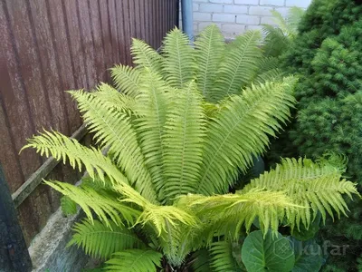 Папоротник Страусник (Matteuccia struthiopteris) | Herbs